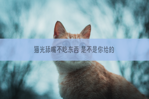 猫光舔嘴不吃东西 是不是你给的猫粮不合适呢？