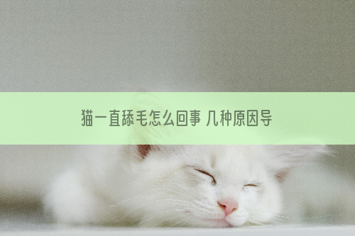 猫一直舔毛怎么回事 几种原因导致猫咪不断舔毛