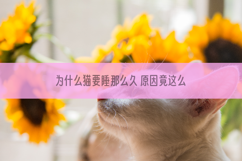 为什么猫要睡那么久 原因竟这么复杂！
