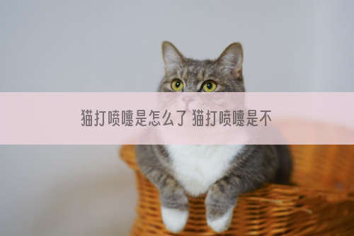 猫打喷嚏是怎么了 猫打喷嚏是不是感冒了