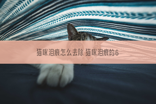 猫咪泪痕怎么去除 猫咪泪痕的6种原因及对策