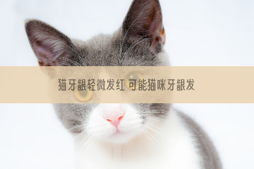 猫牙龈轻微发红 可能猫咪牙龈发炎了