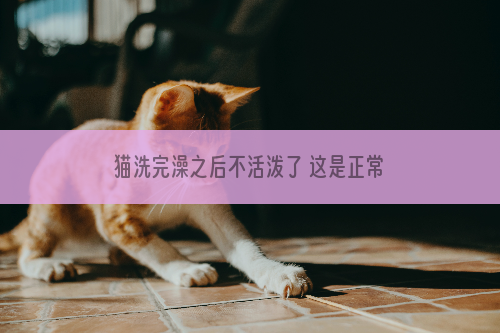 猫洗完澡之后不活泼了 这是正常情况吗？