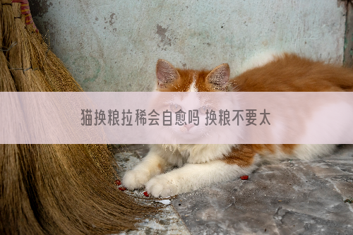 猫换粮拉稀会自愈吗 换粮不要太勤快哦