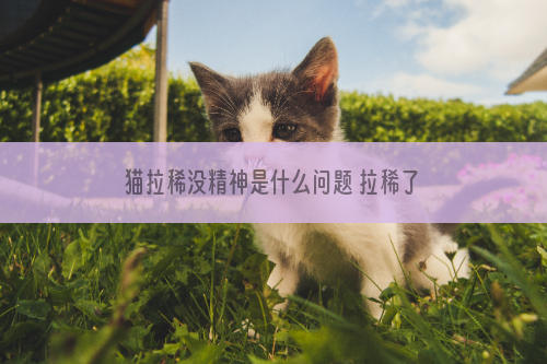 猫拉稀没精神是什么问题 拉稀了肯定就是出现问题了啊