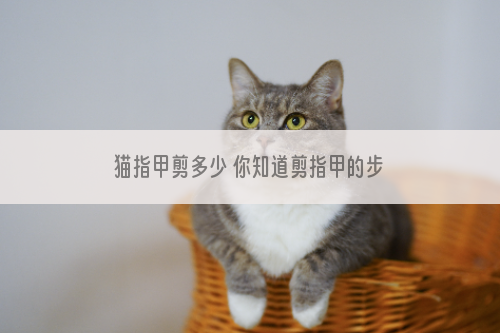 猫指甲剪多少 你知道剪指甲的步骤吗？