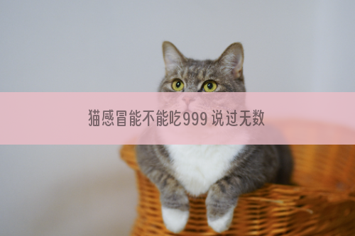 猫感冒能不能吃999 说过无数次猫感冒不要随便吃人的药！