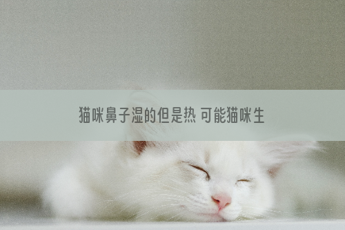 猫咪鼻子湿的但是热 可能猫咪生病了