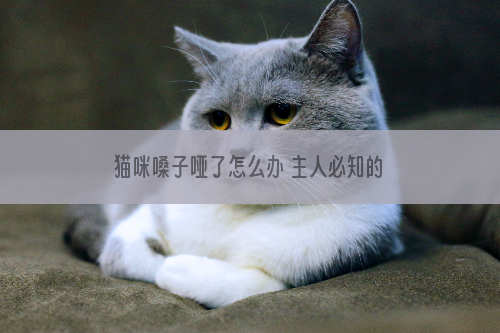 猫咪嗓子哑了怎么办 主人必知的处理办法