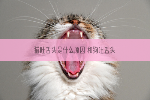 猫吐舌头是什么原因 和狗吐舌头大有不同