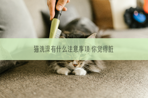 猫洗澡有什么注意事项 你觉得脏不代表可以洗澡