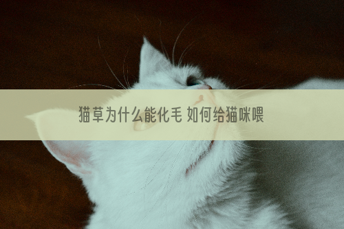 猫草为什么能化毛 如何给猫咪喂食