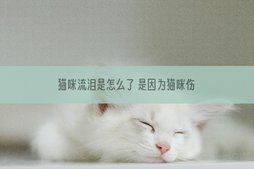 猫咪流泪是怎么了 是因为猫咪伤心难过了吗