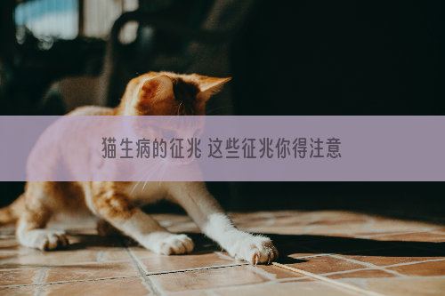 猫生病的征兆 这些征兆你得注意了