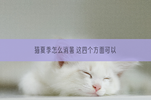 猫夏季怎么消暑 这四个方面可以起到辅助作用