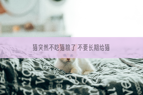 猫突然不吃猫粮了 不要长期给猫咪吃一种猫粮