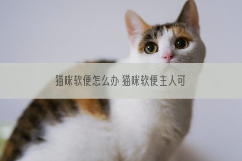猫咪软便怎么办 猫咪软便主人可别在这么错误下去了