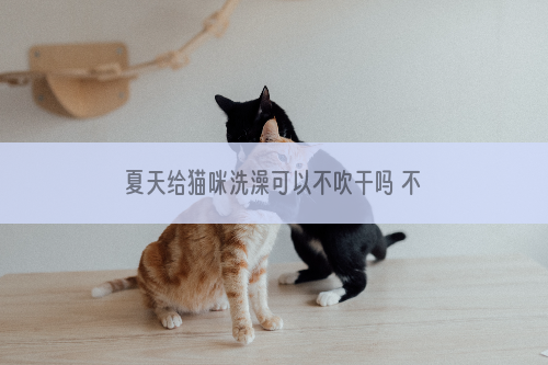 夏天给猫咪洗澡可以不吹干吗 不想它生病就不要偷懒