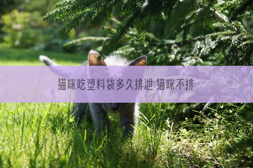 猫咪吃塑料袋多久排泄 猫咪不排泄的话怎么办