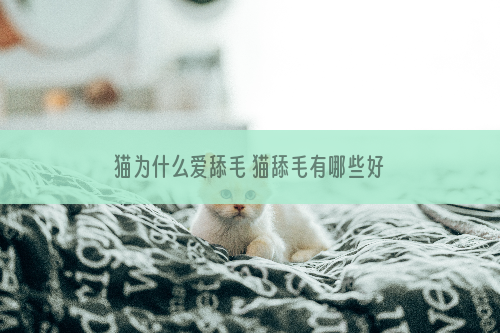 猫为什么爱舔毛 猫舔毛有哪些好处