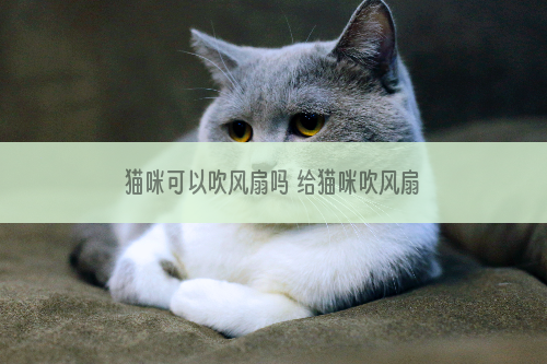 猫咪可以吹风扇吗 给猫咪吹风扇需要注意什么
