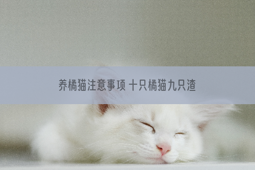 养橘猫注意事项 十只橘猫九只渣是有原因的