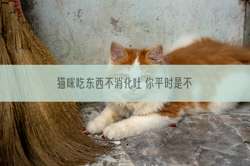 猫咪吃东西不消化吐 你平时是不是给猫喂的太多了？