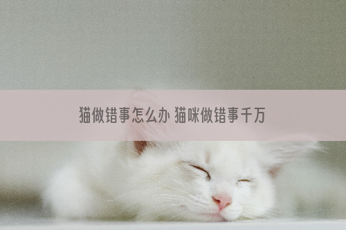 猫做错事怎么办 猫咪做错事千万不能打骂