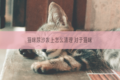 猫咪尿沙发上怎么清理 对于猫咪的这种行为应该及时制止！