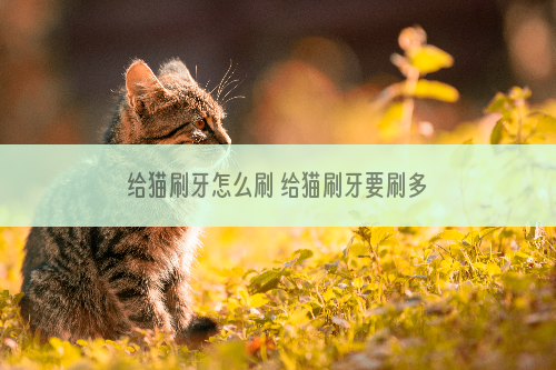 给猫刷牙怎么刷 给猫刷牙要刷多少次才好
