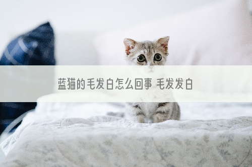 蓝猫的毛发白怎么回事 毛发发白是因为你的日常护理没到位