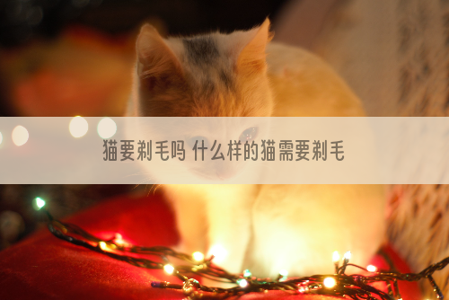 猫要剃毛吗 什么样的猫需要剃毛