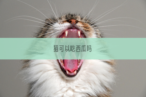 猫可以吃西瓜吗