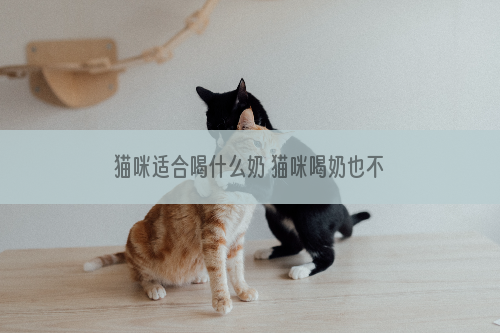 猫咪适合喝什么奶 猫咪喝奶也不要乱喝好吗？