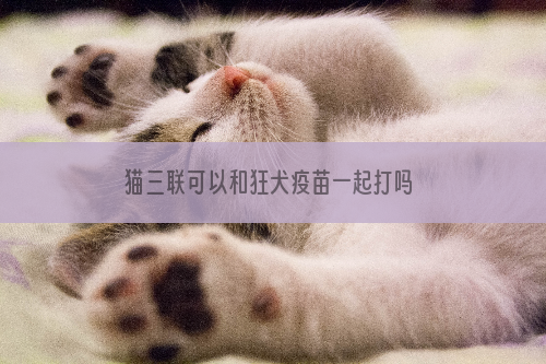 猫三联可以和狂犬疫苗一起打吗 注射之前还是有必要都了解