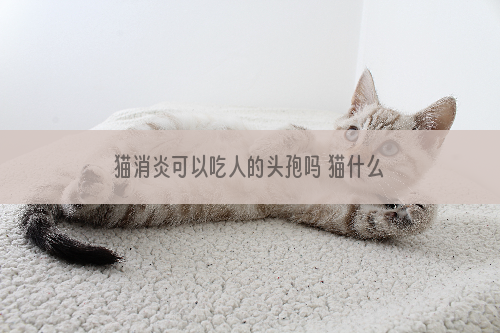 猫消炎可以吃人的头孢吗 猫什么病都不要随便用人的药！