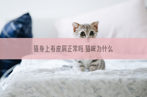 猫身上有皮屑正常吗 猫咪为什么会有皮屑