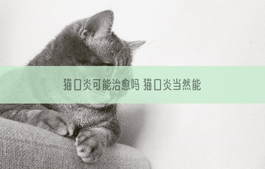 猫口炎可能治愈吗 猫口炎当然能治愈了！