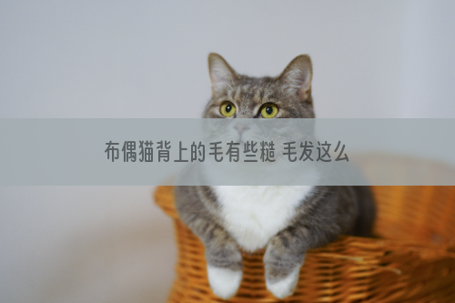 布偶猫背上的毛有些糙 毛发这么糙和你的护理有关系吗