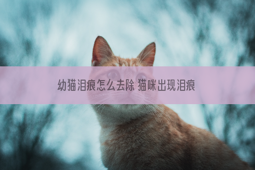幼猫泪痕怎么去除 猫咪出现泪痕肯定和日常饲养有关系啊！