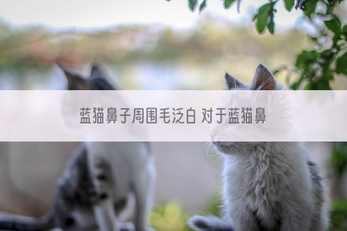 蓝猫鼻子周围毛泛白 对于蓝猫鼻子泛白了你得多加注意啊！