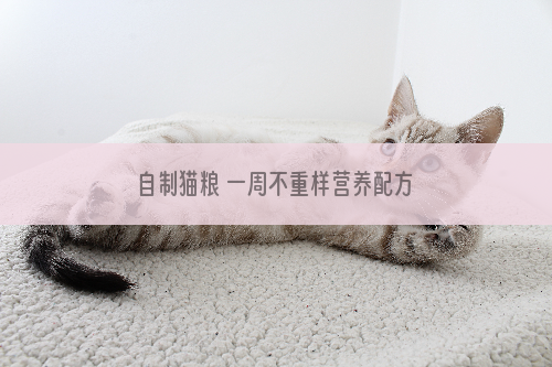 自制猫粮 一周不重样营养配方