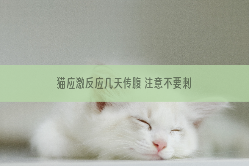 猫应激反应几天传腹 注意不要刺激猫咪呀