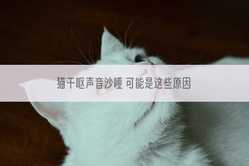 猫干呕声音沙哑 可能是这些原因导致