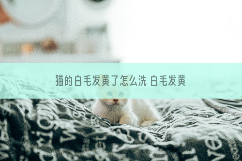 猫的白毛发黄了怎么洗 白毛发黄需要及时护理！