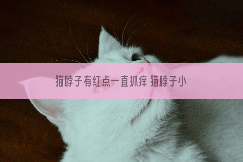 猫脖子有红点一直抓痒 猫脖子小红点不要忽视掉！