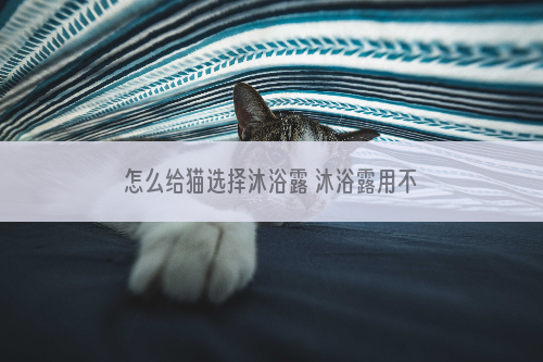 怎么给猫选择沐浴露 沐浴露用不对难怪得皮肤病