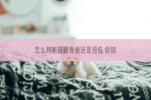 怎么判断猫腿骨折还是扭伤 你知道猫咪腿到底是怎么了吗？
