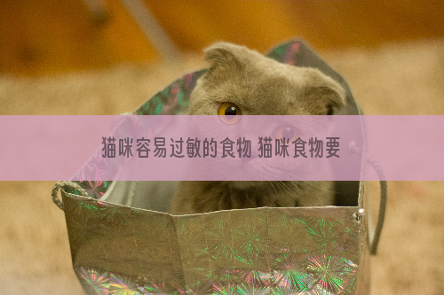 猫咪容易过敏的食物 猫咪食物要小心选择