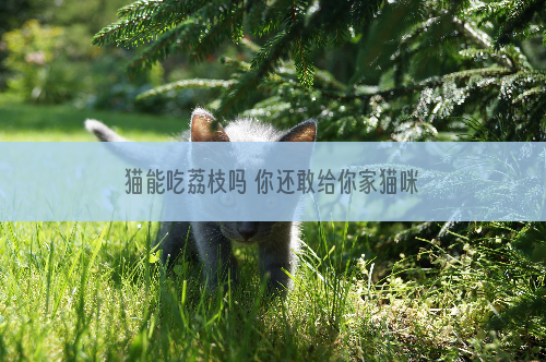 猫能吃荔枝吗 你还敢给你家猫咪吃这些东西是疯了吗？